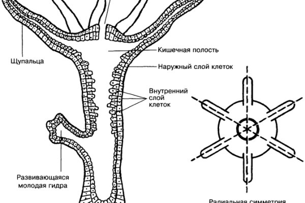 Кракен ссылка работает