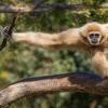 Национальный парк кхао пра тео Центр по спасению приматов